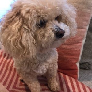 Meet your Posher, Ross